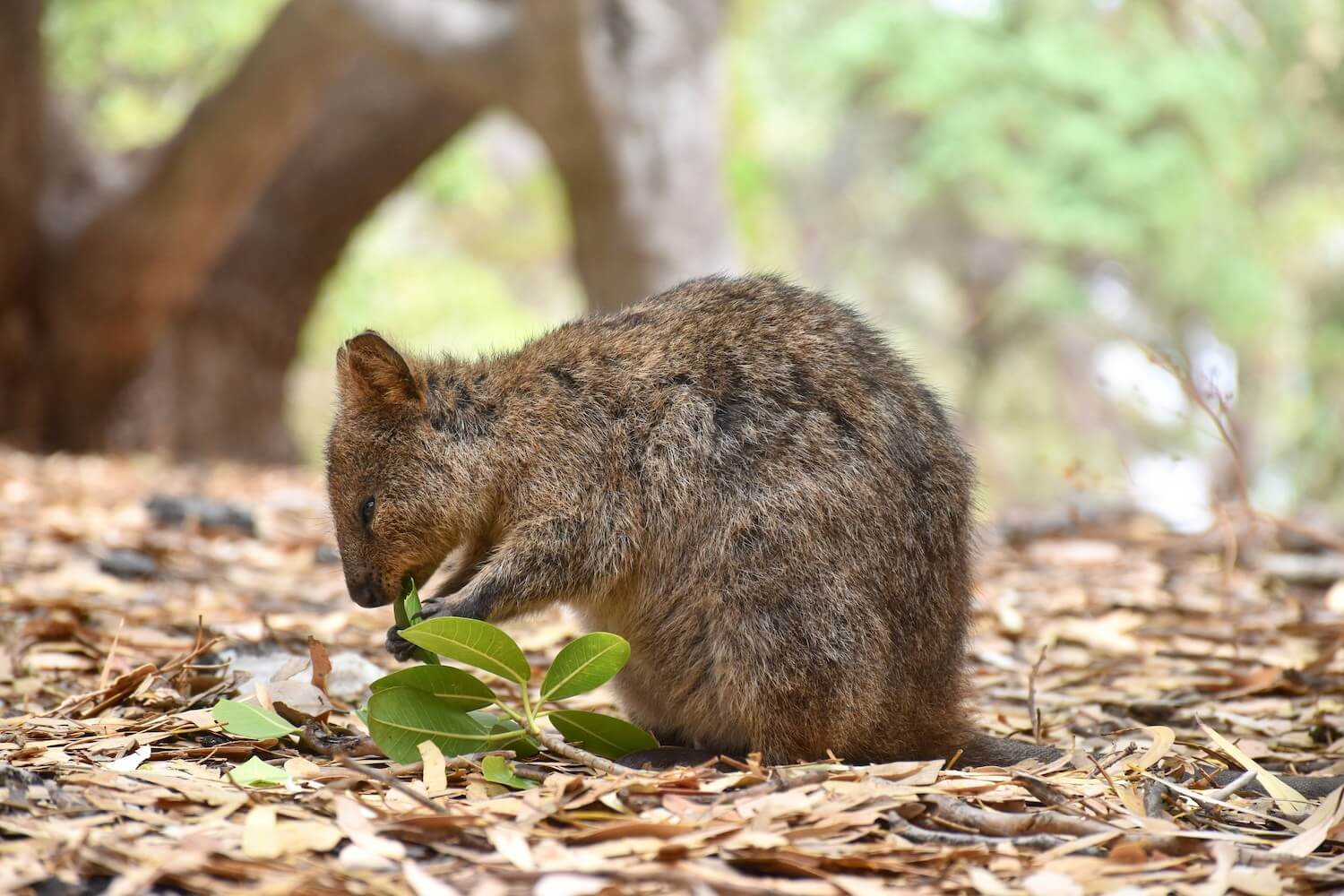 Discover Incredibly Fun Facts about the Quokka